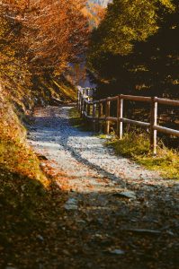 Path in an autumn woodland
