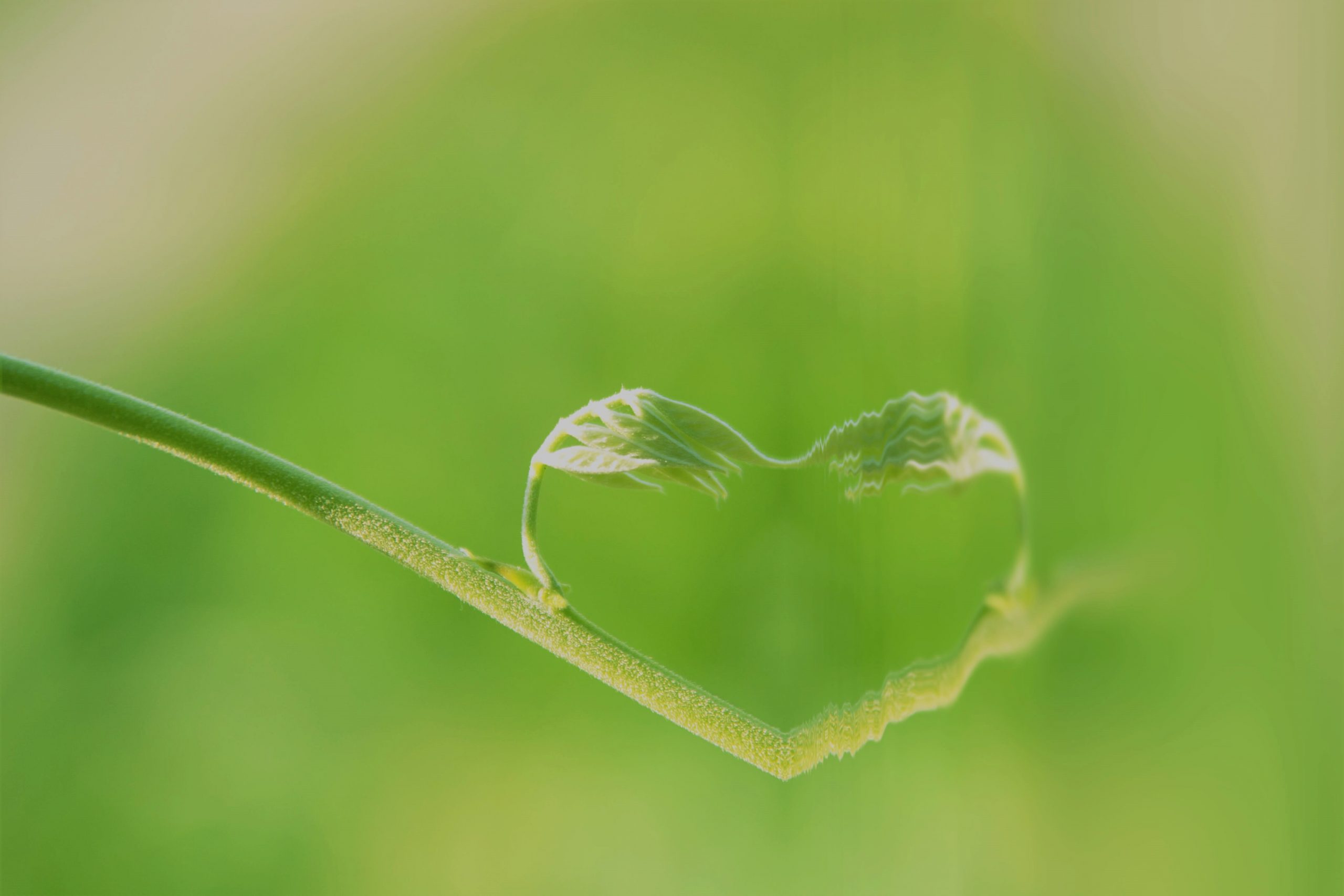 Two leaves formed in the shape of a heart